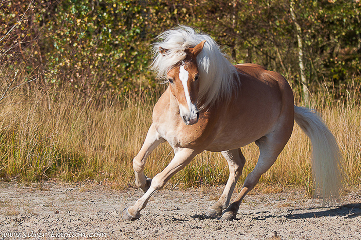 Horse Photography - Silver Emotion